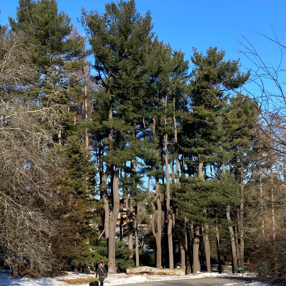 Meet your Posher, Elaine Y - Picture 1 of 2